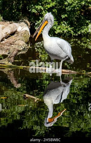 The Dalmatian pelican (Pelecanus crispus) with a turned mirroring in water surface. Stock Photo