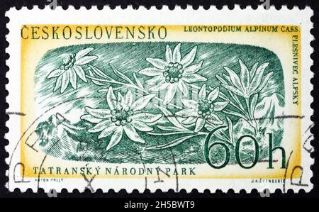 CZECHOSLOVAKIA - CIRCA 1957: a stamp printed in Czechoslovakia shows edelweiss (leontopodium nivale), mountain flower, Tatra mountains national park, Stock Photo