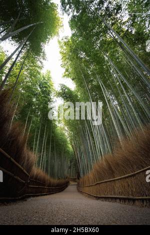 Beautiful bamboo forest in Kyoto Japan autumn Stock Photo