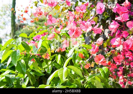 Close-up of beautiful bright pink bougainvillea branches in a lush green garden Stock Photo
