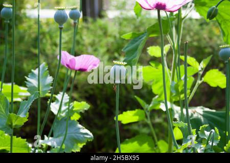 Poppy pods and flowers growing in a garden Stock Photo