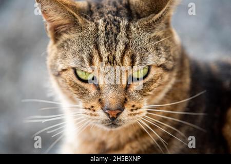 Closeup of a tabby cat looking back with an angry face Stock Photo by  wirestock