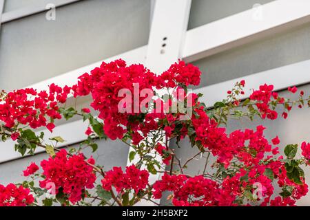 Closeup of colorful bright red bougainvillea flowers in tropical city of Miami, Florida with background of apartment building wall in South Beach Stock Photo