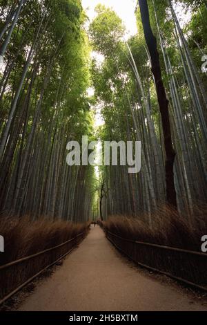 Beautiful bamboo forest in Kyoto Japan autumn Stock Photo