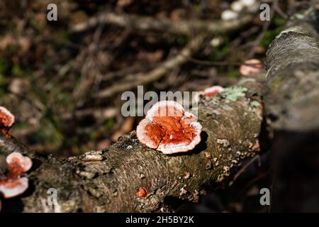 Closeup of one red polypore mushroom edible in forest ground branch tree trunk bark in Northern Virginia in Fairfax County Sugarland Run Trail Stock Photo