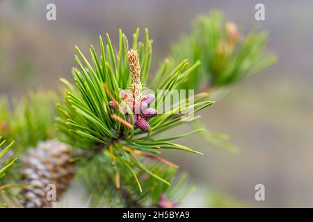 Evergreen coniferous trees cedar pine branch with cone macro closeup and yellow pollen on mountain hiking trail Cedar Cliffs in Wintergreen resort in Stock Photo