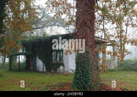 A simple house, almost completely overgrown with ivy. It is not clear what the purpose of this building is. It looks like an uninhabited garden house. Stock Photo