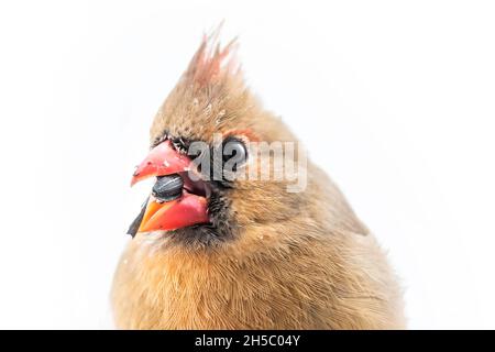 Closeup of female northern red cardinal Cardinalis bird isolated white background eating sunflower seed with beak covered in water drops
