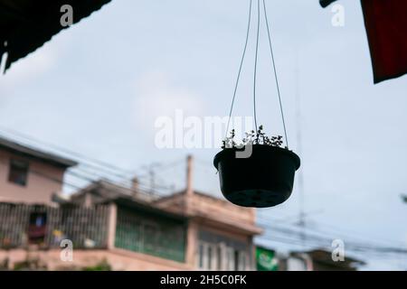 Plant pot hanging from the ceiling with view of town house in Bangkok, Thailand in the background Stock Photo