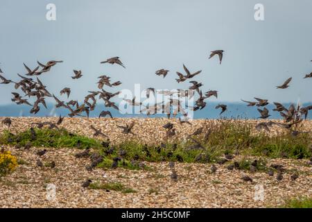 flock of starlings taking off from pebbles on a beach Stock Photo
