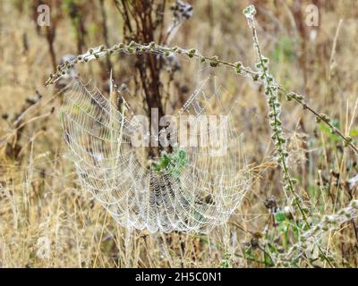 dew drops glistening on a cobweb in the early morning in Autumn Stock Photo