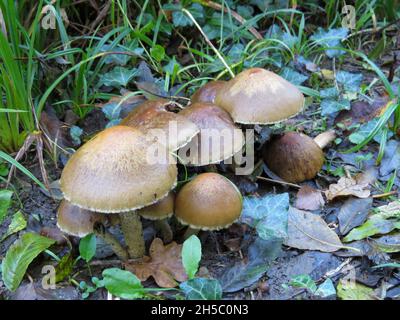 shiny toadstools growing in the Autumn sunshine Stock Photo