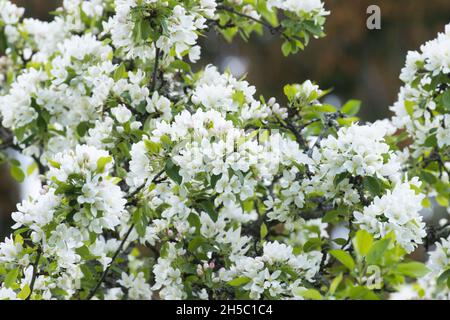 Plumleaf crab apple, Malus prunifolia with lots of white blossoms on a spring day in an European garden. Stock Photo