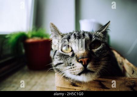 Brown tabby female cat is resting in punnet on windowsill Stock Photo