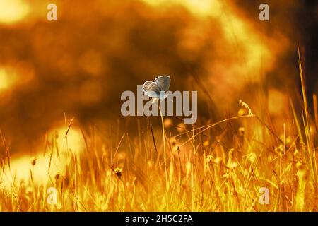 Butterfly on a blade of grass, Indonesia Stock Photo - Alamy