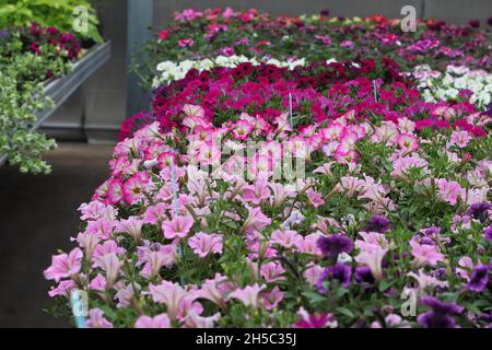 Tables of petunias growing in a greenhouse nursery Stock Photo