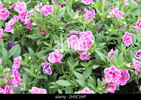 Delicated double pink petunias growing in clumps Stock Photo