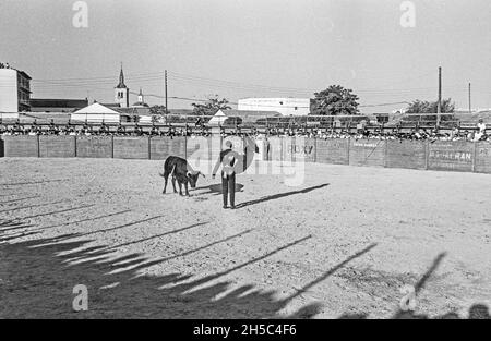 Very young bull fighter fighting black young bull on a small arena outside Madrid Spain. photo: Bo Arrhed Stock Photo