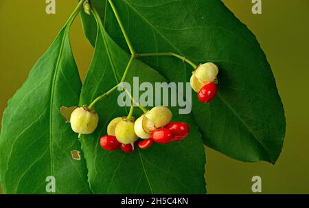 Fruits and leaves of climbing Euonymus (Euonymus fortunei). Also called the spindle, Fortune's spindle, winter creeper, or wintercreeper. A highly inv Stock Photo