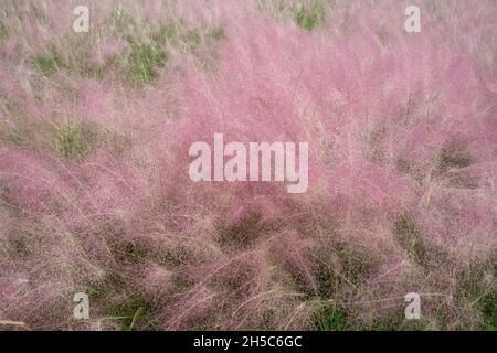 Beautiful shot of Muhly grass growing in nature Stock Photo