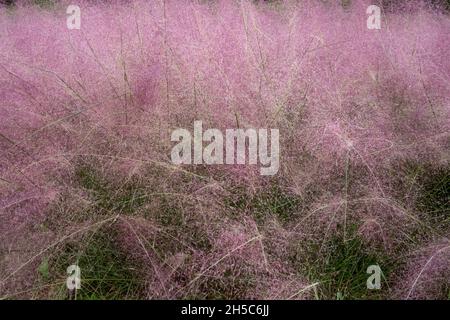 Beautiful shot of Muhly grass growing in nature Stock Photo