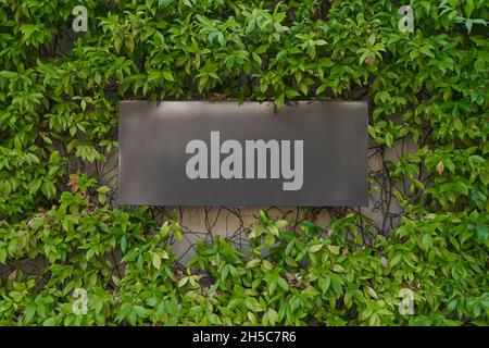 Blank sign board on the wall covered with climbing plant. Stock Photo