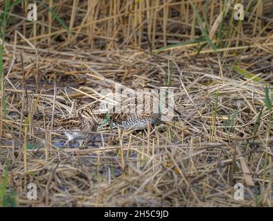 Jack Snipe with Common Snipe, Teifi Marshes, Cardigan, Wales Stock Photo