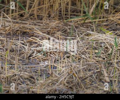 Jack Snipe with Common Snipe, Teifi Marshes, Cardigan, Wales Stock Photo