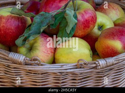 freshly picked apples in a baskey, juicy rosy red apples in baskets, organic fresh fruits in wicker baskets, fresh apples pick and on display market. Stock Photo