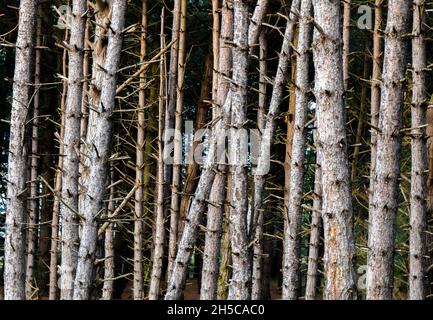 abstract of tree trunks in dense woodland forming linear patterns and lines, forest trees in dense woodland abstract. Stock Photo