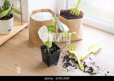 Monstera borsigiana albo variegated in a black pot for growing seedlings. Garden tools, cacti and paper bags and scattered soil on the windowsill Stock Photo