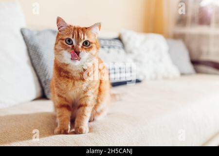 Ginger cat licking mouth relaxing on couch in living room at home. Pet showing tongue. Close up Stock Photo