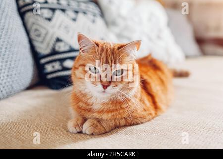 Ginger cat relaxing on couch in living room lying by cushions. Pet enjoying rest at home. Close up Stock Photo