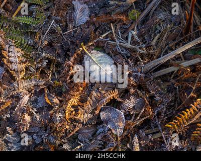Leaves and bracken in frost on sunny Autumn morning in Sussex Stock Photo