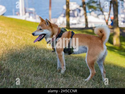 Portrait of beautiful red Shiba inu dog standing in the park during sunset in summer. Happy japanese shiba inu dog in a park. Street view, no people, Stock Photo