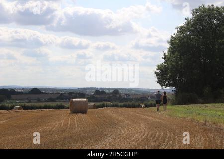 A summer's day with round hay bales standing in a fields with blue sky and white clouds waiting to be harvested near Wakefield West Yorkshire in UK Stock Photo