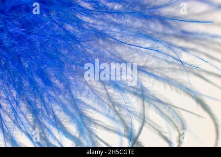 Fluff of blue feather bird close up Stock Photo