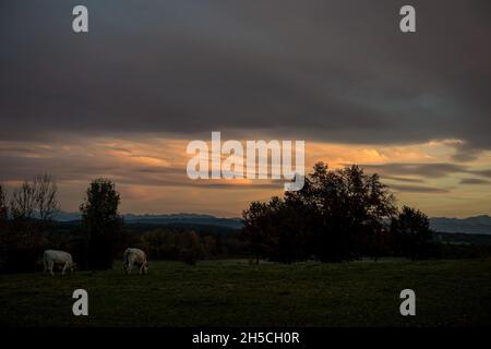 Evening with Cows on a Pasture with Mountains in the Background, Upper Bavaria Stock Photo