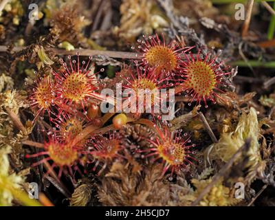 sticky sugary blobs on red tendrils of Common or Round-leaved Sundew (Drosera Rotundifolia) a tiny carnivorous bog plant that traps unsuspecting insec Stock Photo