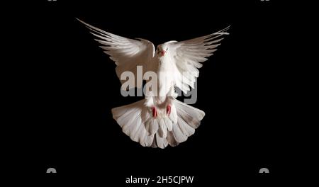 white dove spreading its wings flies on a black background Stock Photo