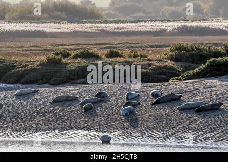 Grey seals, Halichoerus grypus, hauled out on a sandbank on the North Norfolk coast at Brancaster. Stock Photo