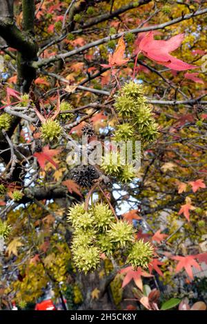 Amerikanischer Amberbaum (Liquidambar styraciflua) und Hecke aus