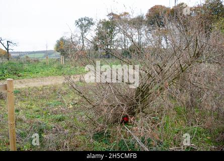 Aylesbury Vale, UK. 8th November, 2021. A now dead yew hedge relocated by HS2 at the HS2 translocation site next to Jones Hill Wood which as part of their mitigation for destroying part of the ancient woodland at Jones Hill Wood. The High Speed 2 rail from London to Birmingham puts 108 ancient woodlands at risk. Credit: Maureen McLean/Alamy Live News Stock Photo