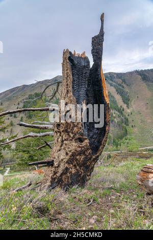 Burnt tree on a grassy ground at a hiking trail in Idaho Stock Photo