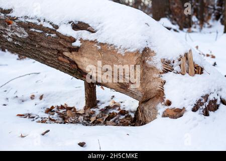 Close-up of tree in winter forest. Trunk of old deciduous tree with beaver teeth marks fell to ground, wood is covered with snow after heavy snowstorm Stock Photo