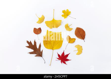 Autumn leaves creative arrangement. Decoration, fall pattern. Flat lay elegant dry leaves composition. Seasonal deco. Stock Photo