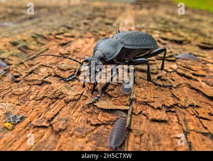 leatherback ground beetle (Carabus coriaceus), on wood, Germany, Schleswig-Holstein, Naturpark Huettener Berge Stock Photo