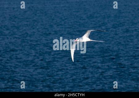 red-tailed tropic bird (Phaethon rubricauda), in flight over the Pacific Ocean, Ecuador, Galapagos Islands, Isla Plaza Stock Photo