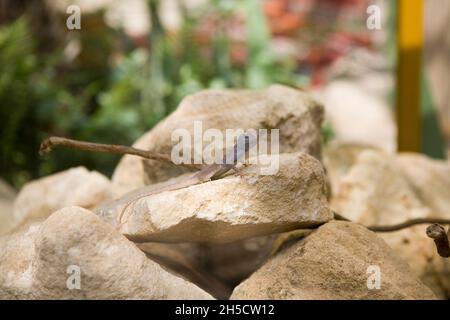 Common chuckwalla (Sauromalus ater), in a terrarium Stock Photo