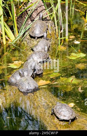 European pond terrapin, European pond turtle, European pond tortoise (Emys orbicularis), Group sunbathing on a branch ion water, Germany Stock Photo